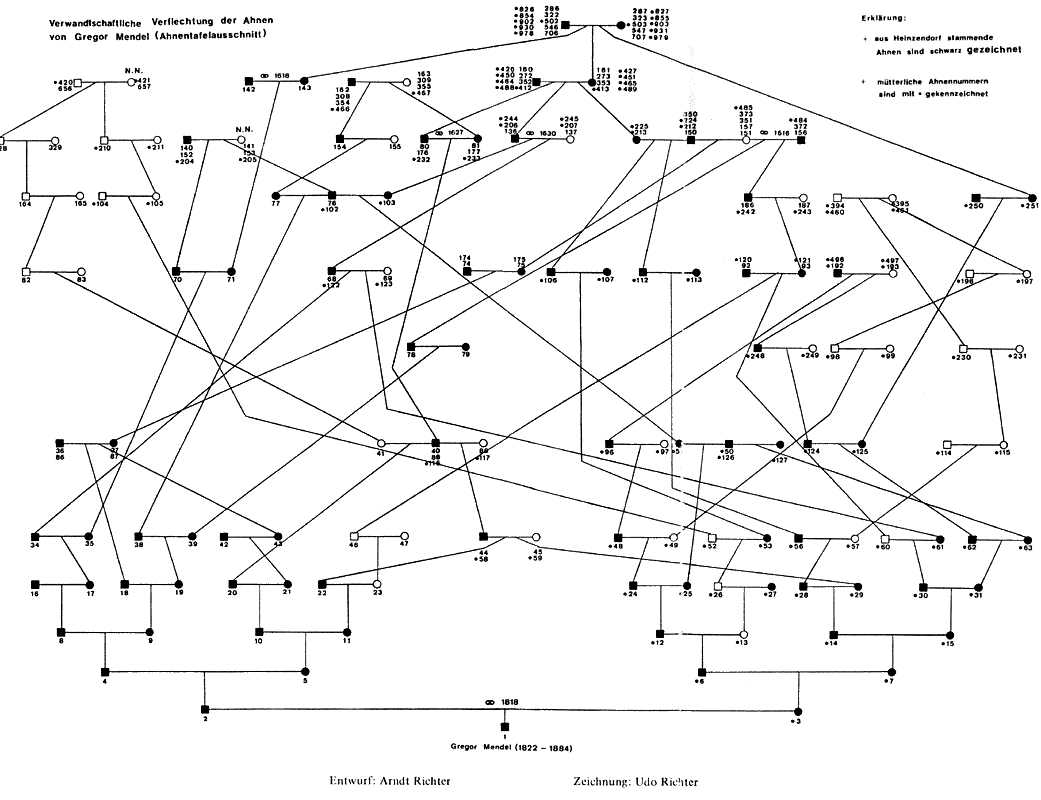 Ahnentafelausschnitt Mendel